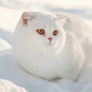 Пушистая снежная