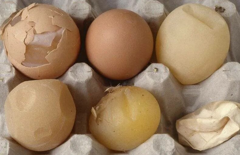 Давать ли курам скорлупу от яиц. Синдром снижения яйценоскости-76. литье яиц. литье яиц у кур.