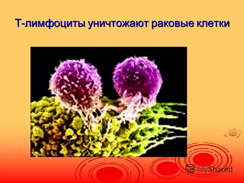 лимфоциты физиология. лимфоциты. т лимфоциты человека. т-лимфоциты иммунной системы повышены. клетки иммунной системы т и в лимфоциты.