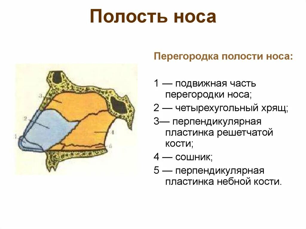 Носовая перегородка хрящ строение. Строение носовой полости кости перегородка. Кости носовой перегородки. Кости носовой перегородки. Кости образуют перегородку полости носа:.