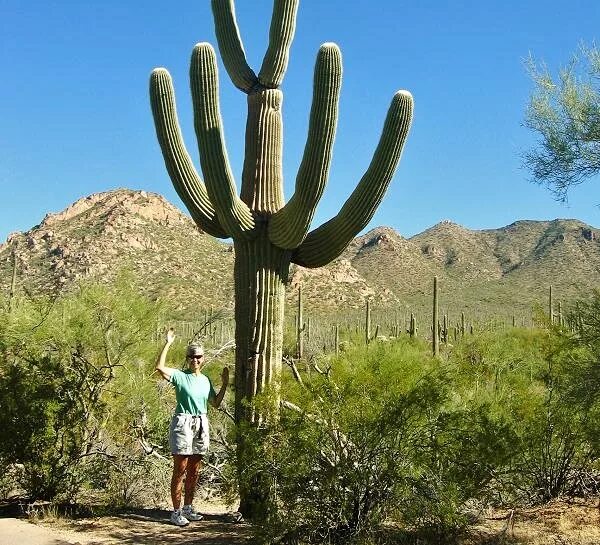 Mexican cactus. Мексика кактусы Сагуаро. Самый большой Кактус в мире Сагуаро. Кактус цереус гигантский. Кактус карнегия Мексика.