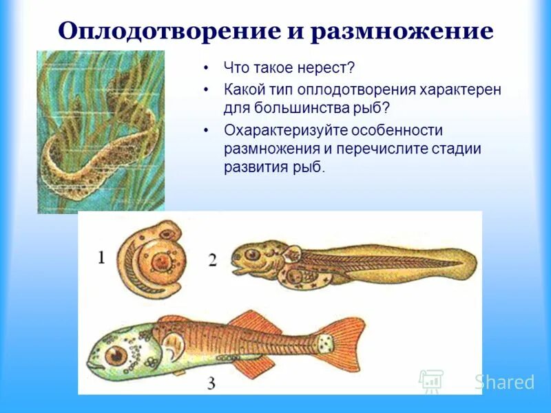 Какой тип оплодотворения