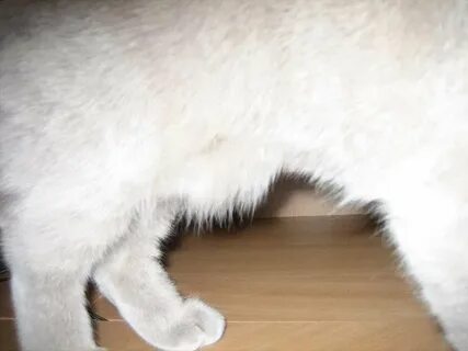 У котенка круглый живот