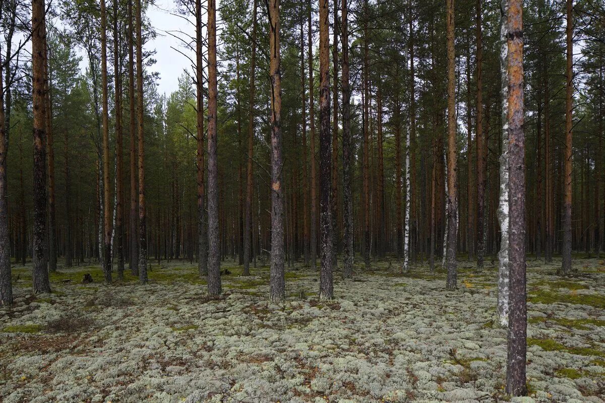 леса казахстана. нац парк бурабай казахстан. боровые леса это. лесная просека американка. суровая тайга.