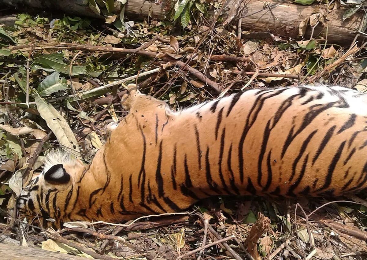 Dead tiger. Dead tiger. Браконьерство на амурского тигра. Dead tiger. Золотой суматранский тигр.