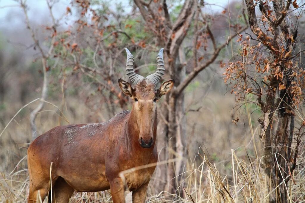 Hartebeest yaelokre текст. Антилопа конгони. alcelaphus buselaphus. хартебист. the lelwel hartebeest.