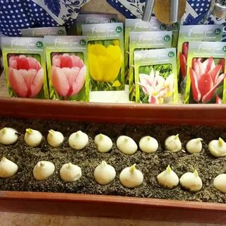 Как сохранить луковицы тюльпанов до посадки