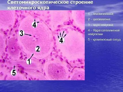 Ядро цитология