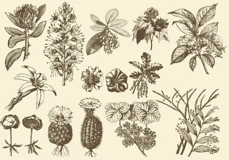 Botany
