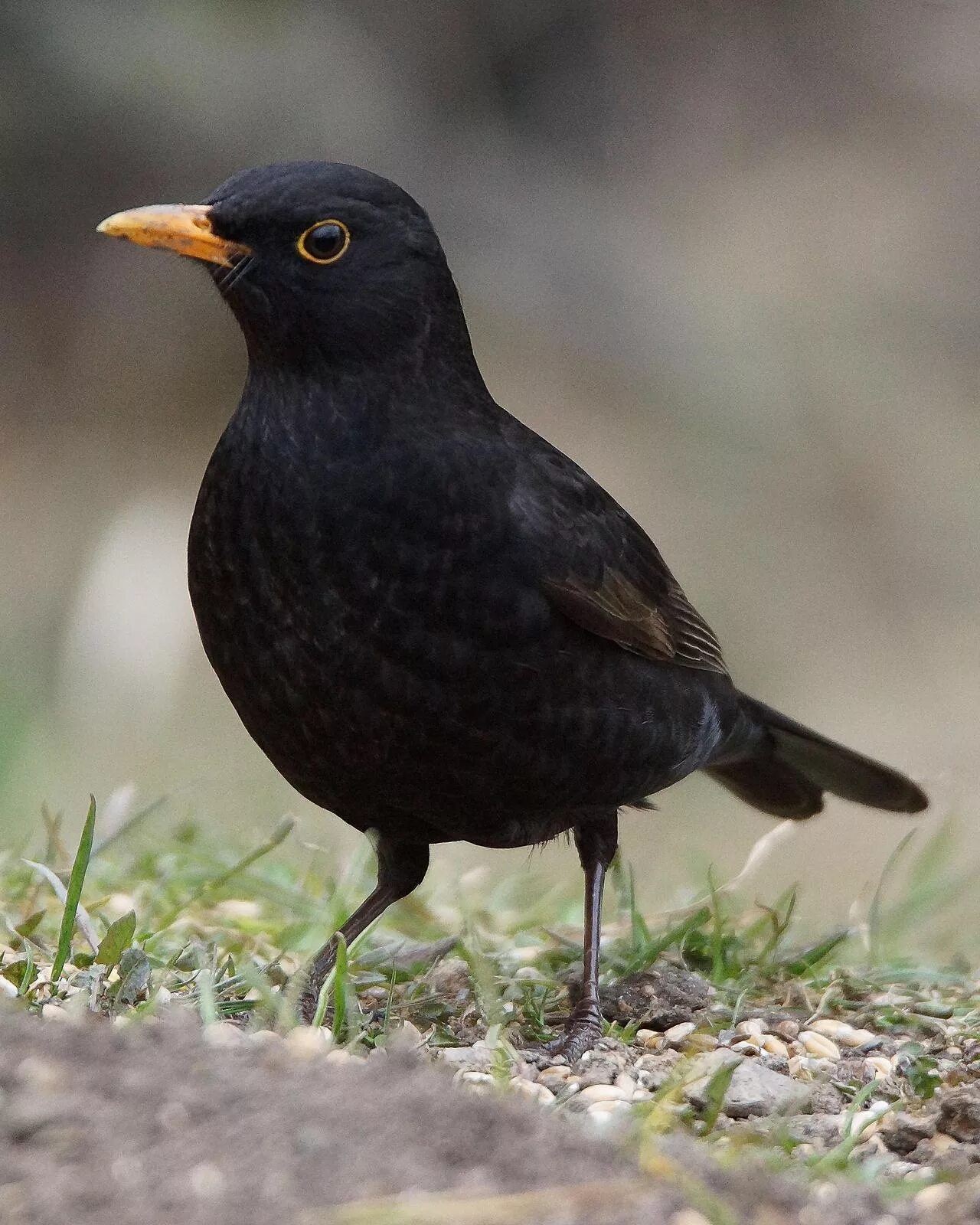 Eurasian blackbird птица