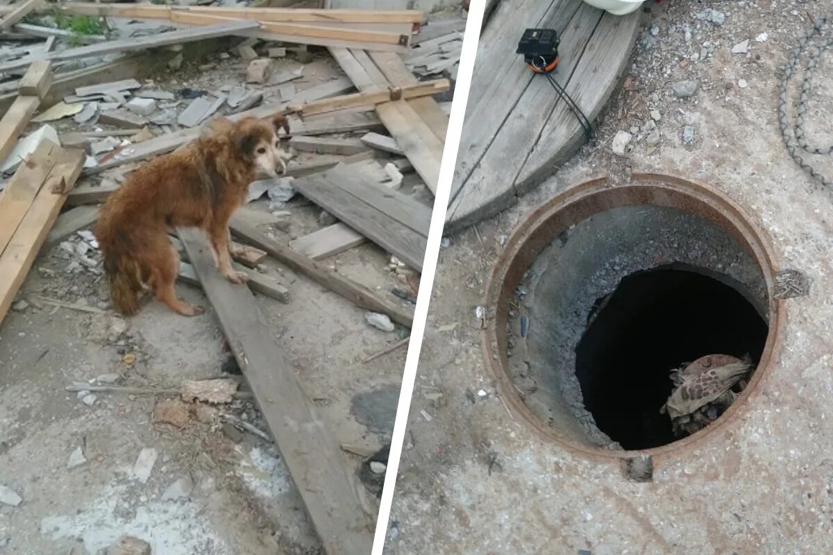 Собака люк. Собака в канализационном люке. Открытый люк внутри. Собака провалилась в выгребную яму. Люк провала.