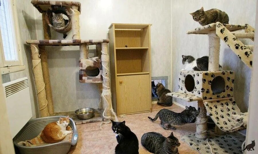Дом с черными котами содержание чем закончится. Комната для кошек. кошачий домик. домик для котика.
