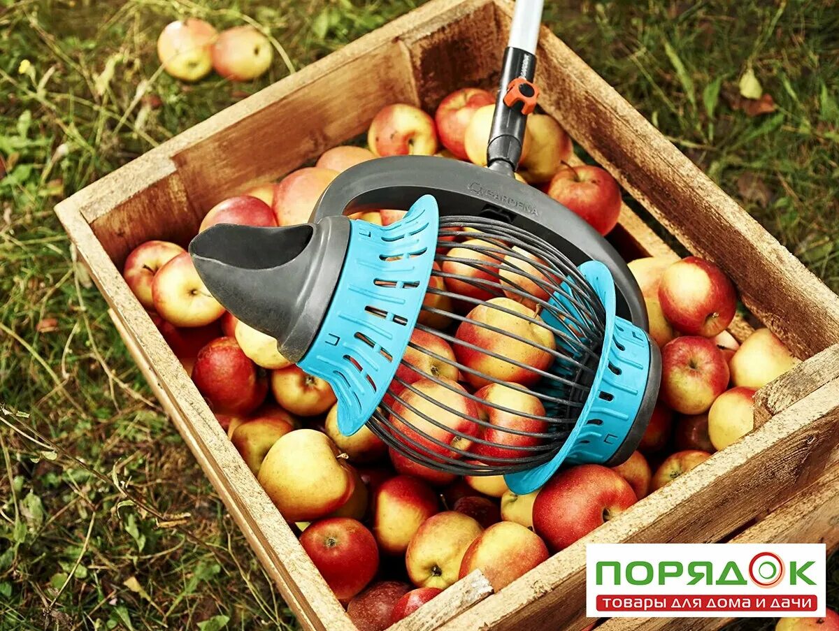 000. Собирать фрукты во сне. Сбор яблок в саду. Абрикосовые сады в армении. Карликовая черешня.