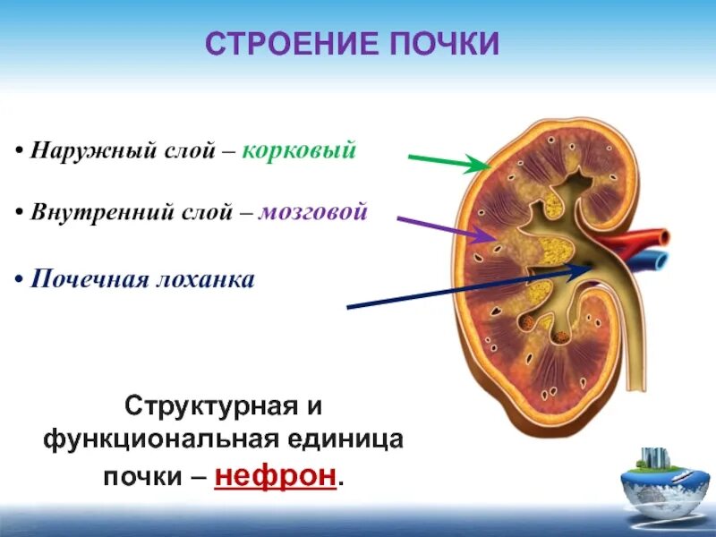 Какую функцию выполняет мозговой слой. Корковый слой почки строение. строение почки почечная лоханка. строение почки биология корковый слой. строение почки мозговой и корковый слои.