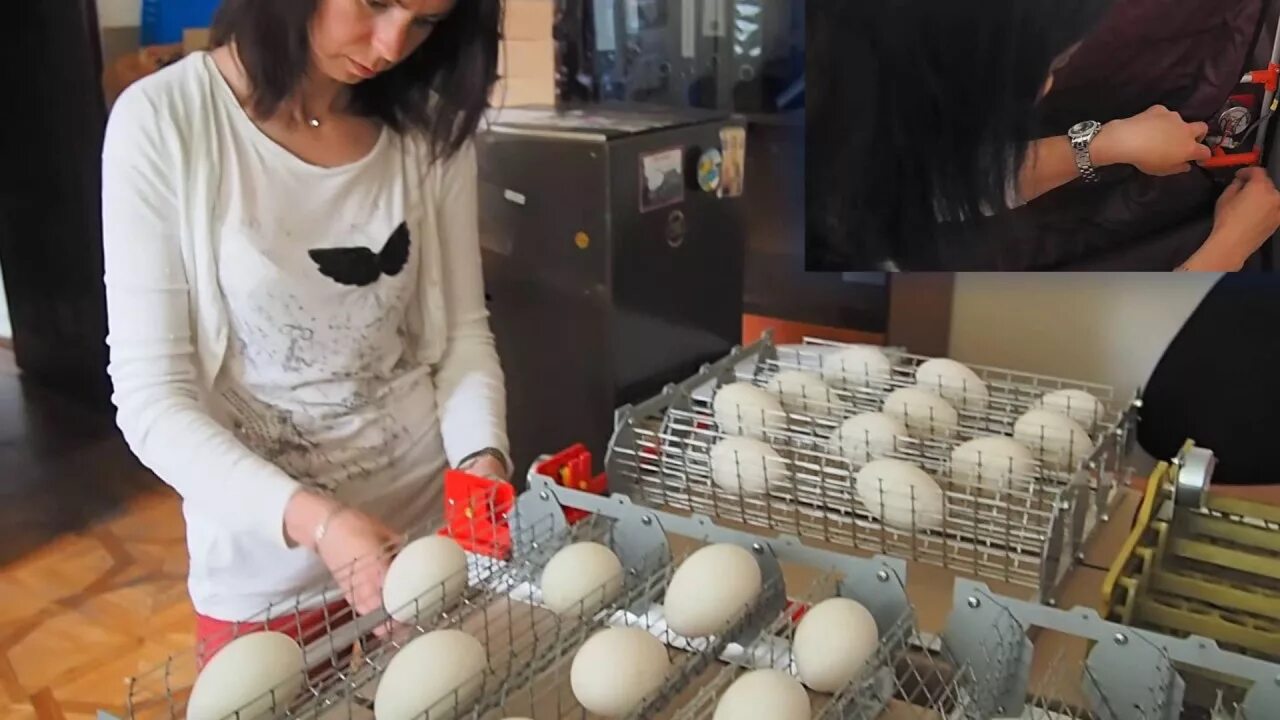 Гусиные яйца для инкубации купить. Гусиные яйца в инкубаторе. Закладка гусиных яиц. Инкубация гусиных яиц в Несушке. Закладка в инкубатор гусиных яичек.