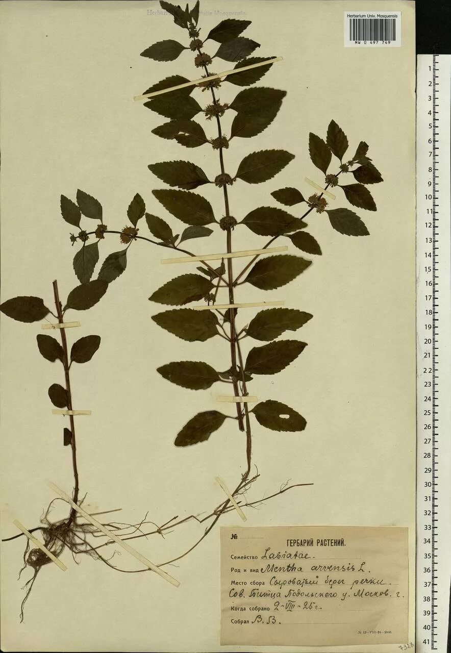 Мята Полевая гербарий. Гербарий с названиями листьев. Populus simonii гербарий. Цветы гербарий.