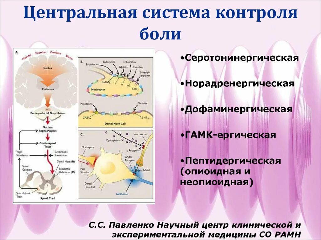 Нисходящий контроль. Локальный контроль боли. локальный и нисходящий контроль боли. механизм воротного контроля боли. теория воротного контроля боли физиология.