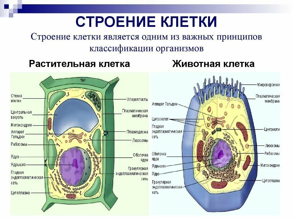 Растительной клетки кратко. Схема строения животной и растительной клетки. Строение органоидов клетки растений. Органоиды растительной клетки схема. Состав растительной и животной клетки.