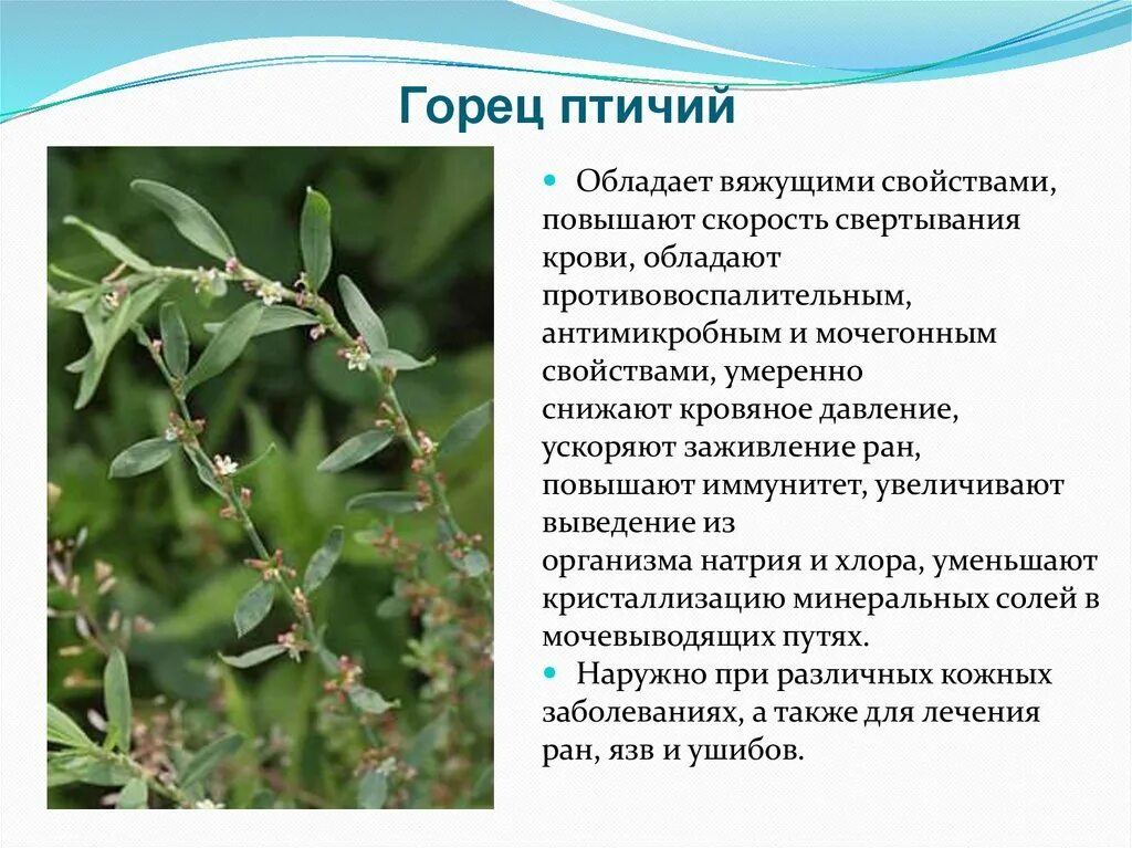 /красногорск/. горец птичий отзывы. горец птичий отзывы. горец птичий отзывы. горец спорыш.