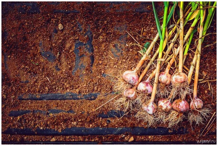 Семена чеснока бульбочек. Чеснок головками сажать. Посадка чеснока весной. Посадка чеснока. Чеснок головками сажать весной.