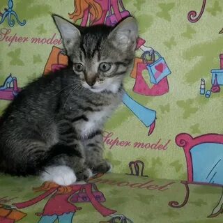 Котенок в чебоксарах в добрые