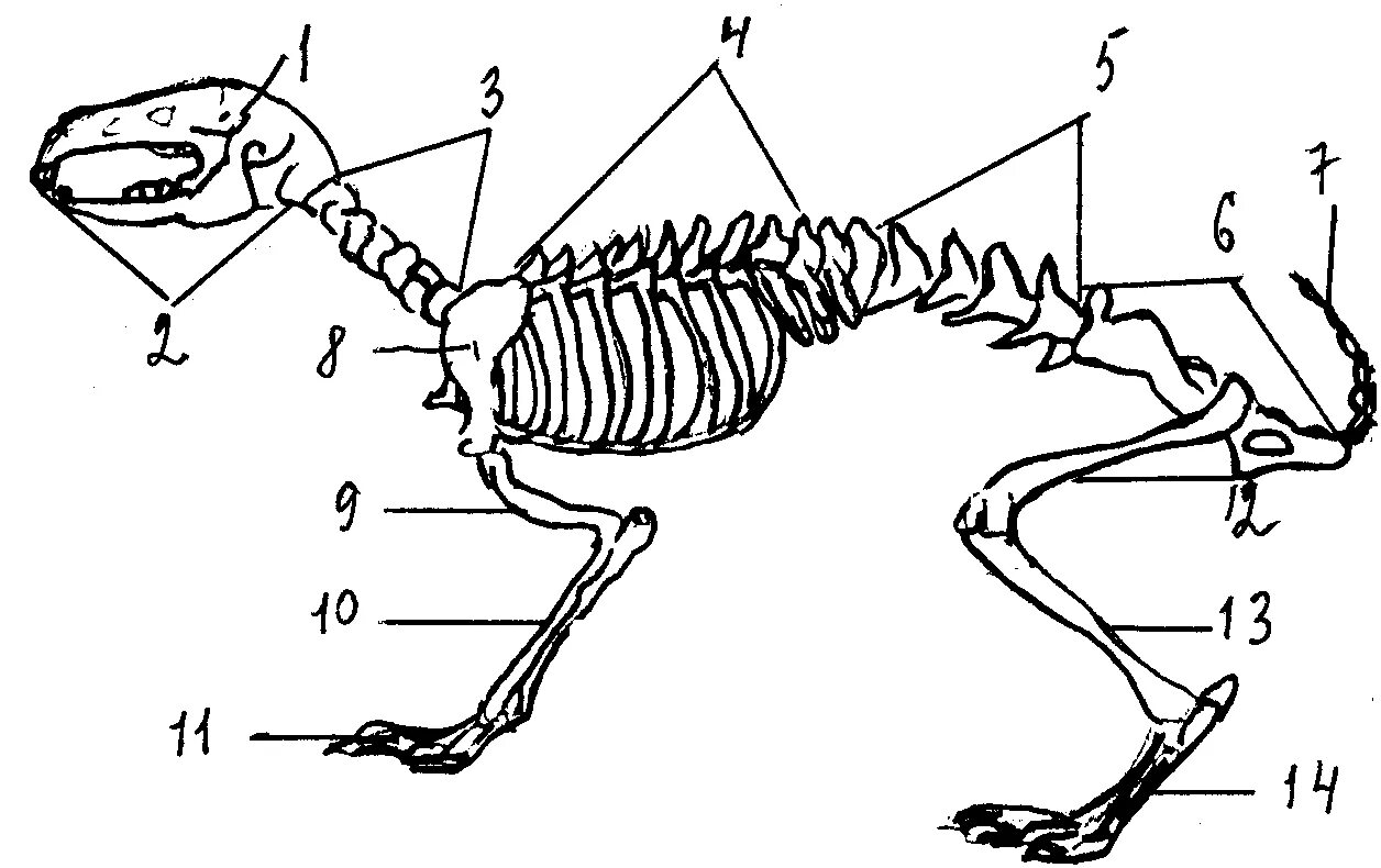 Опорно двигательная система класса млекопитающие. Скелет кролика схема биология 7. Скелет млекопитающих схема кролика. Скелет млекопитающих кролик. Схема строения скелета млекопитающих.