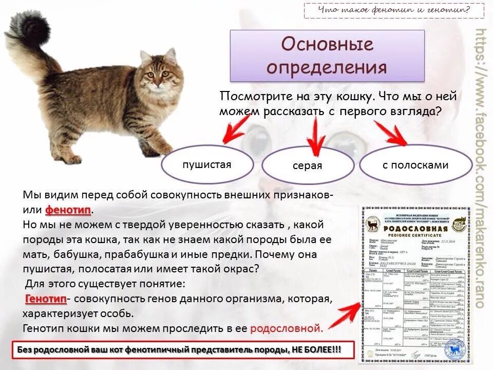 Почему происходит кота