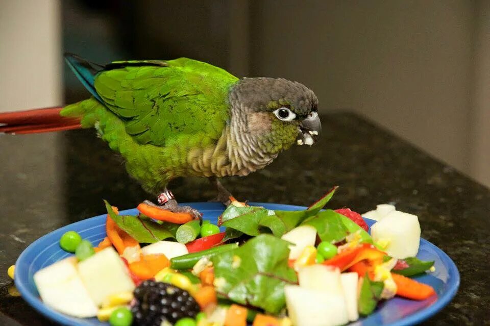 Какарики попугаи. Сенегальский попугай. Питание волнистых попугайчиков. Green Cheek Conure. Можно попугаям огурцы свежие