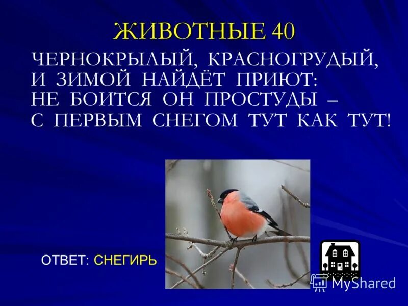 снегирь ответы. снегирь ответы. снегирь обыкновенный pyrrhula pyrrhula. снегирь ответы. строение снегиря для детей.