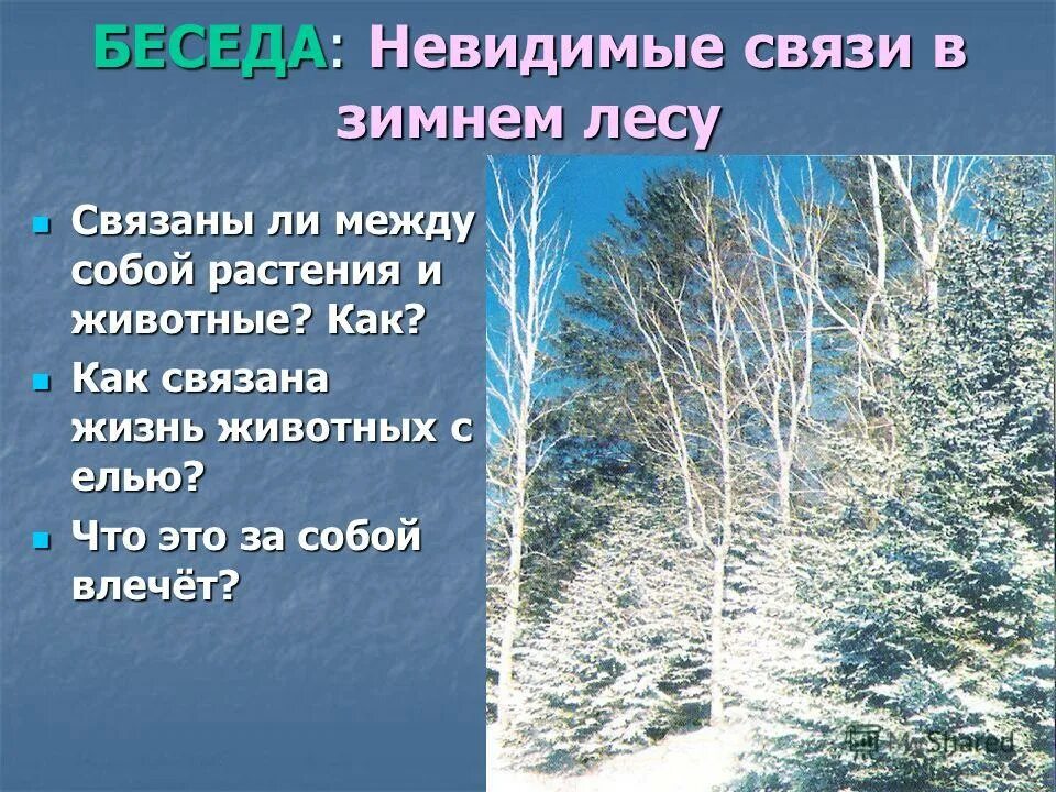 Невидимые нити в осеннем лесу 2 класс окружающий мир. Невидимые нити в осеннем лесу. Зимние нити в зимнем лесу. Конспект занятия с кем дружит ель. С кем дружит ель.