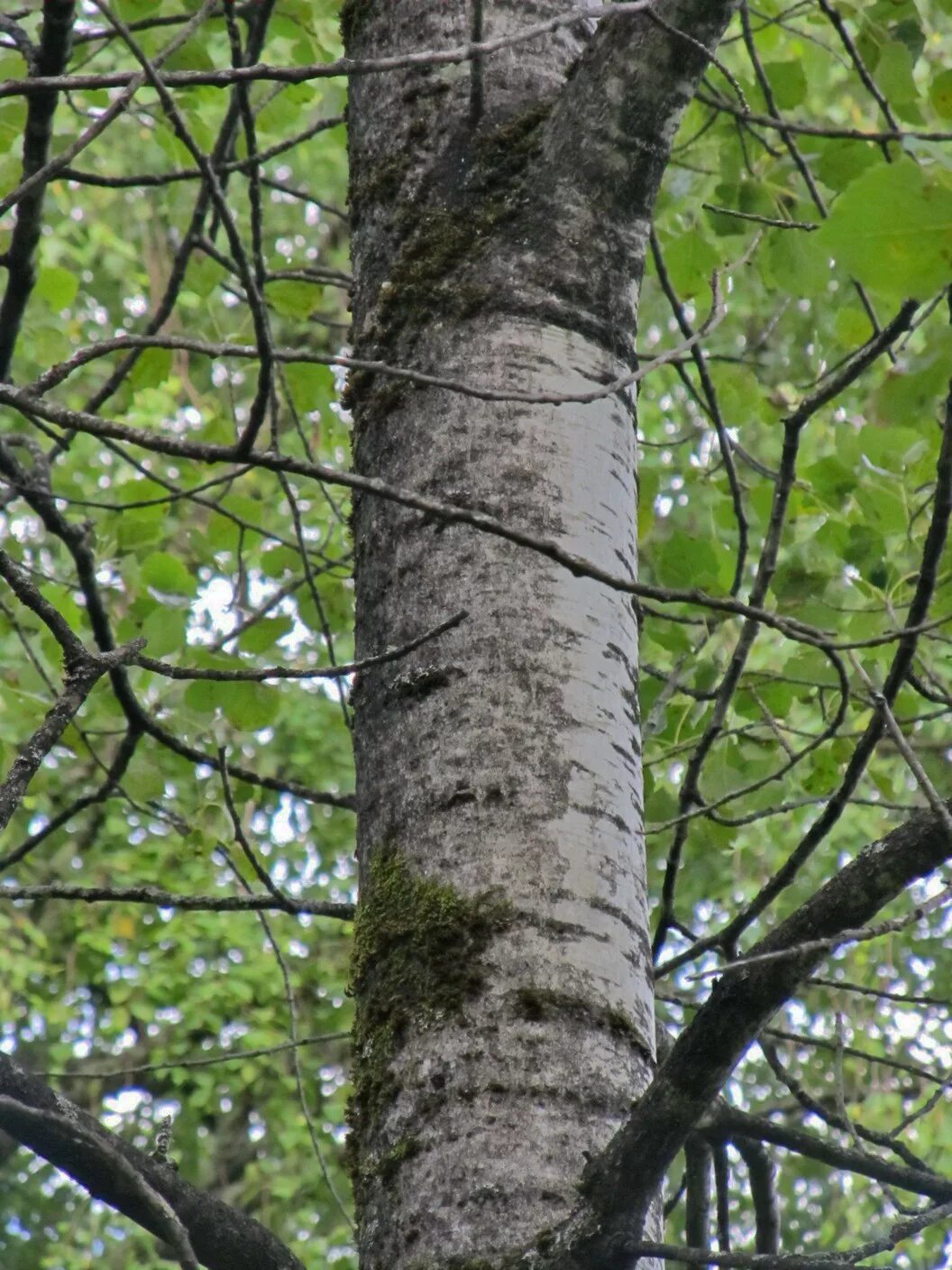 Осина обыкновенная (Populus tremula),осина купить,саженцы купить,саженцы деревье