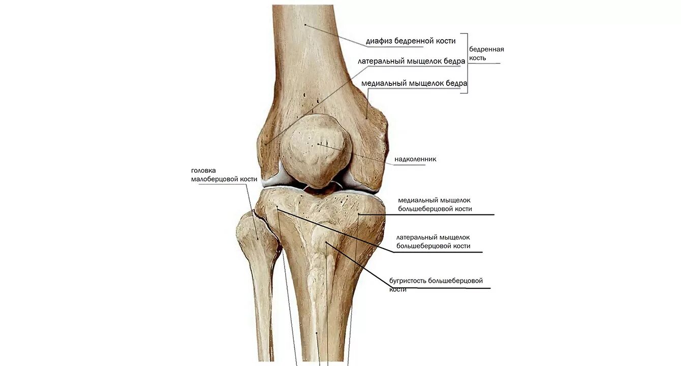 Мыщелки колена. Коленная чашечка кость анатомия. Задний отдел медиального мыщелка большеберцовой кости. Наружная мыщелка большеберцовой кости. Сесамовидная кость коленного сустава.