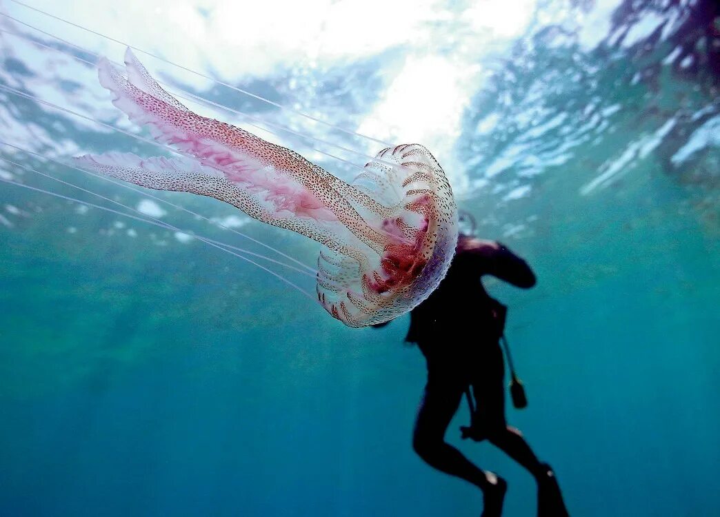 Морской нападение. Опасные медузы Средиземного моря. Португальский кораблик медуза укусы. Пелагия медуза Средиземного моря.