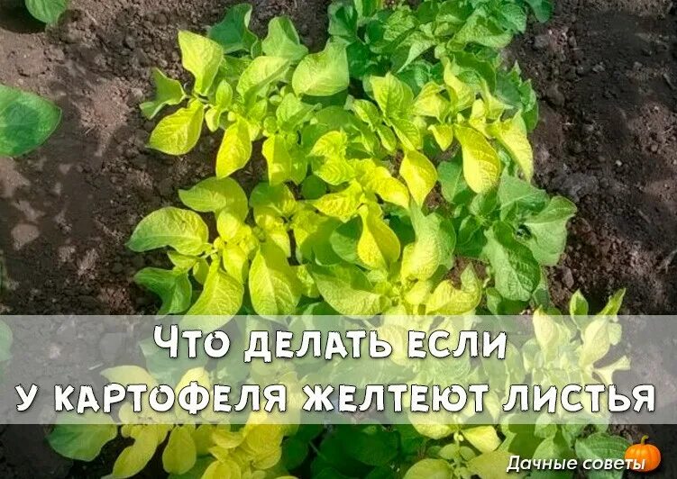 Почему желтеет ботва картофеля. Почему желтеют листья картофеля. желтеют нижние листья у картофеля. нижние листья картошки желтеют. ботва картофеля желтеет.