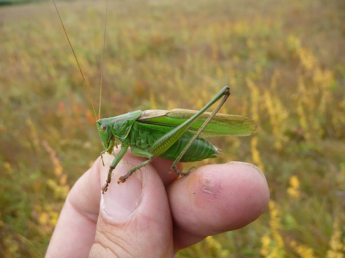 Прямокрылые тип куколки. Толстоголовая травянка. Прямокрылые тип куколки. Стадии развития азиатской саранчи. Прямокрылые насекомые короткоусые.