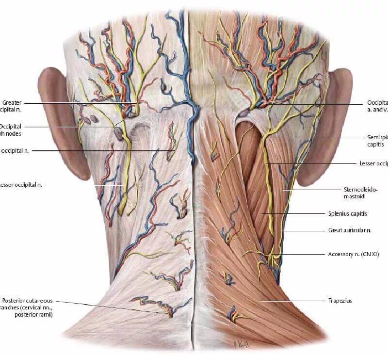 Анатомия затылочные лимфоузлы расположение. Нейропатия затылочного нерва