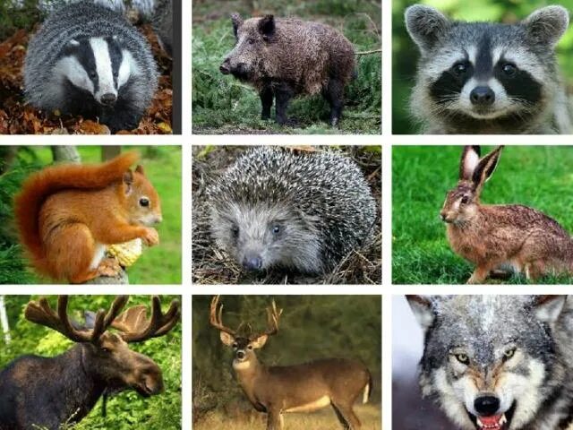 Видовое разнообразие животных леса. Лесные животные. Жители леса. Животные леса России. Лесные звери.