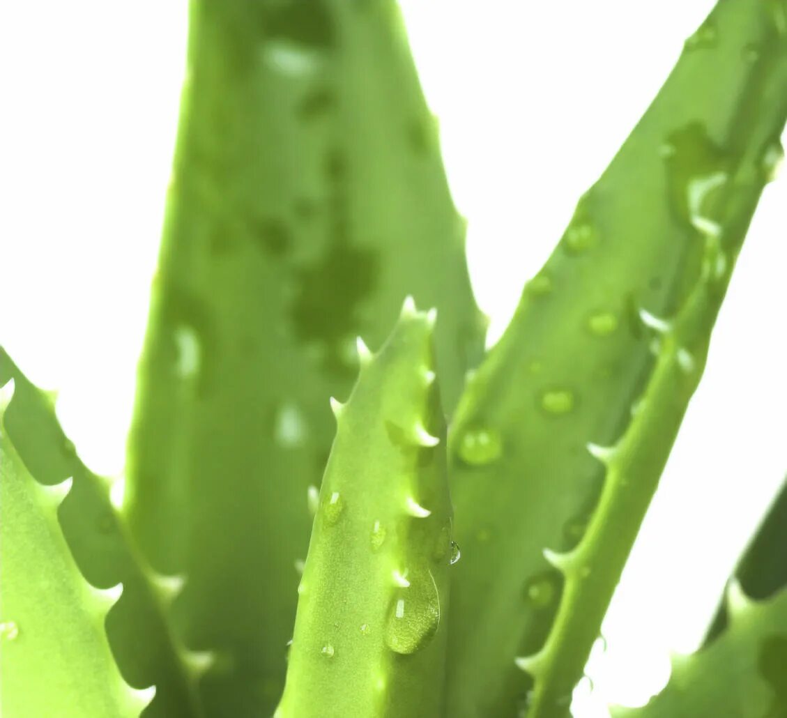 Алоэ барбаденсис миллер. Aloe barbadensis.