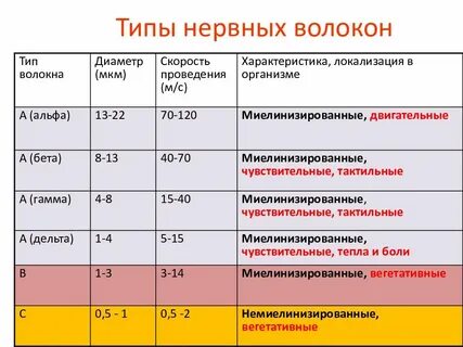 Функции нервных проводников