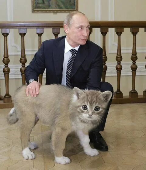Кот и его человек 4. Кот Путина. Домашние питомцы Путина.