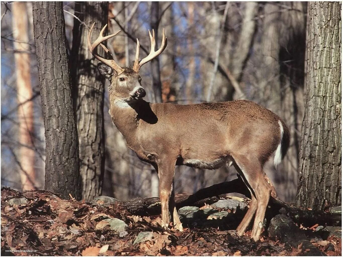 Крупный олень азии. Сибирская косуля Гуран. Сибирская косуля capreolus pygargus. Косуля Сибирская (capreolus pygargus Pall.). Косуля Таежная Сибирская.