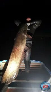 Сом охотится
