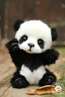 Panda 4 baby