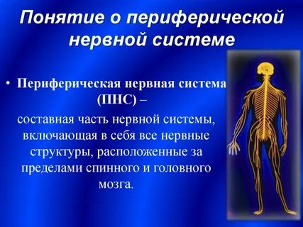 Что относится к периферической нервной системе