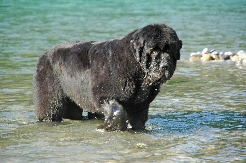Ньюфаундленд собака. Ньюфаундленд собака. Ньюфаундленд (порода собак). Ньюфаундленд (порода собак). Карликовый ньюфаундленд.