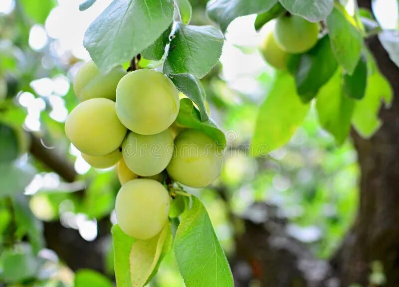 Greengage. Слива улена. Fresh greengage. Greengage фрукт. Слива на белом фоне.