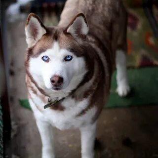 Хаски персик