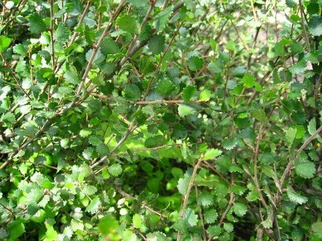 Берёза карликовая. Береза круглолистная. Betula pumila. Береза приземистая