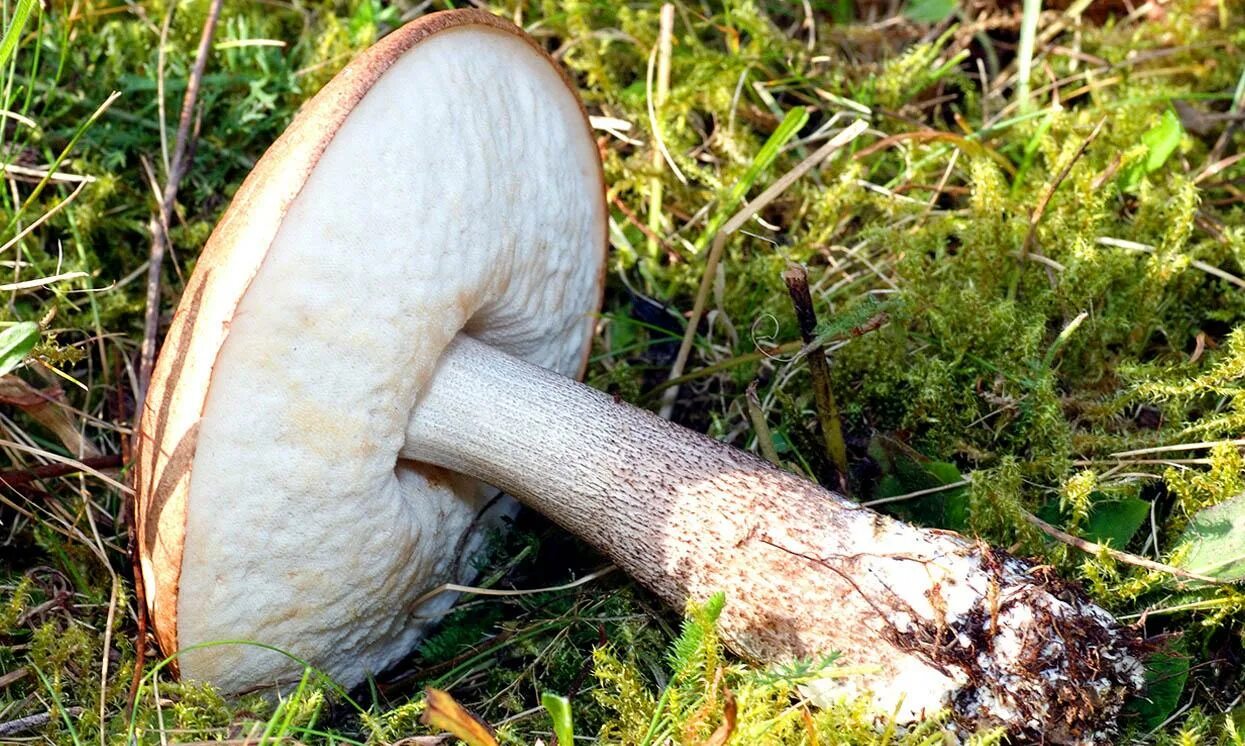 Подберезовик масленок боровик. Подберезовик трубчатый или пластинчатый. Подосиновик жёлто-бурый болетовые. Королевский подберезовик. Подберёзовик разноцветный leccinum variicolor.