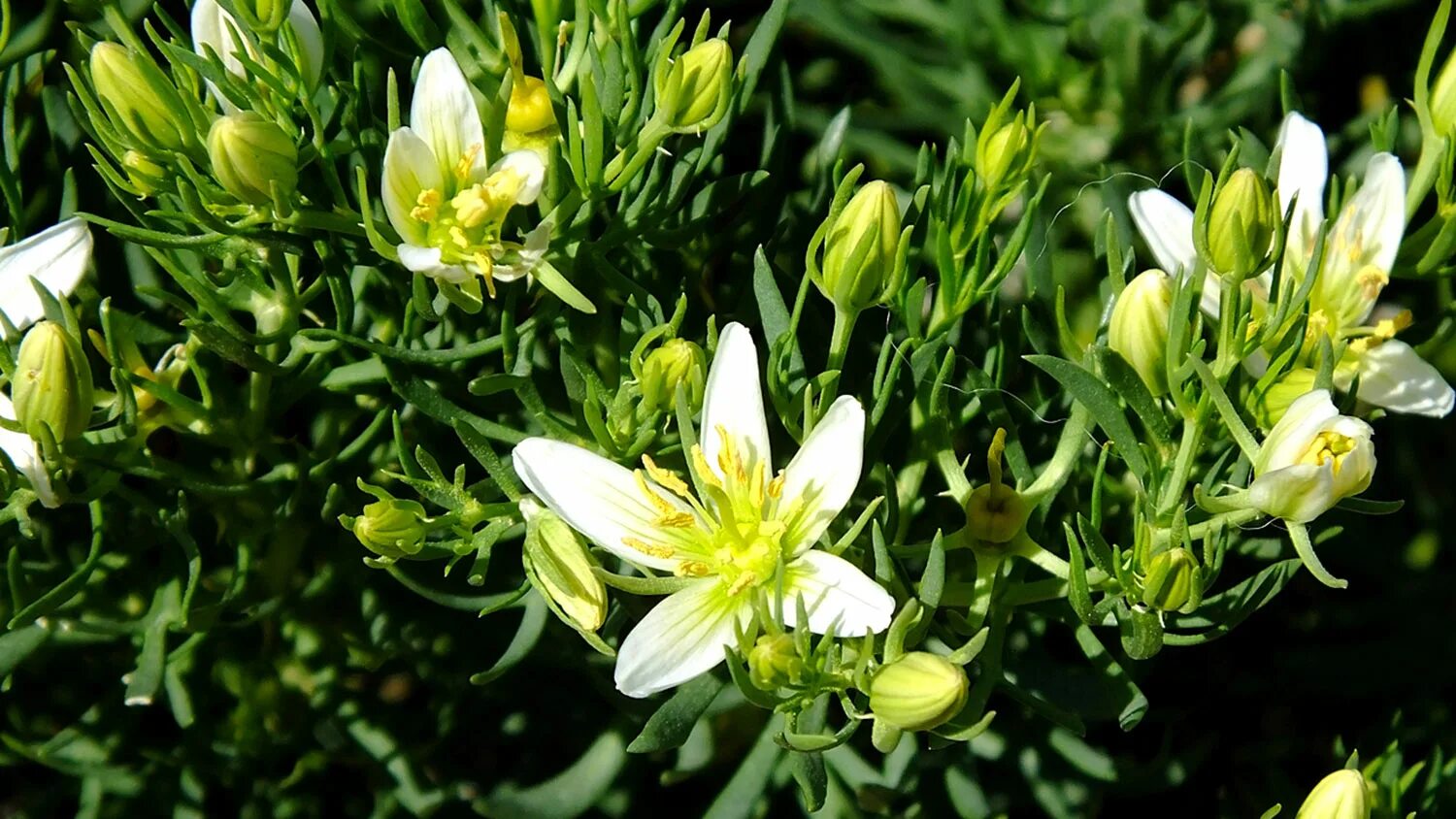 гармала обыкновенная сухая. гармала обыкновенная. адраспан. гармала обыкновенная растения. гармала щитковидная.